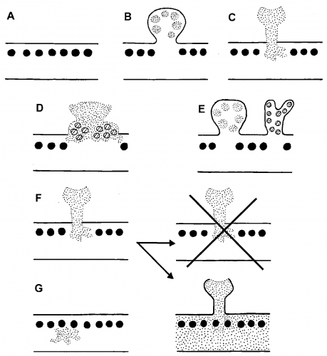 Zuzmókhoz kötött 2–4 tagú együttélési típusok (Farkas 2007a, b, Hawksworth és Hill (1984) alapján, módosítva)
