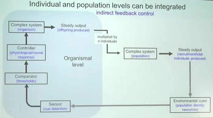 A helyi mexikói kékmadár populációk növekedését szabályozó kör Renee Duckworth előadásában. A szabályozó kör elemeit a szabályozás elmélet alapján azonosítja és összekapcsolja az egyedi és a populációs szintet. A kép az előadáson vetített egyik dia másolata.